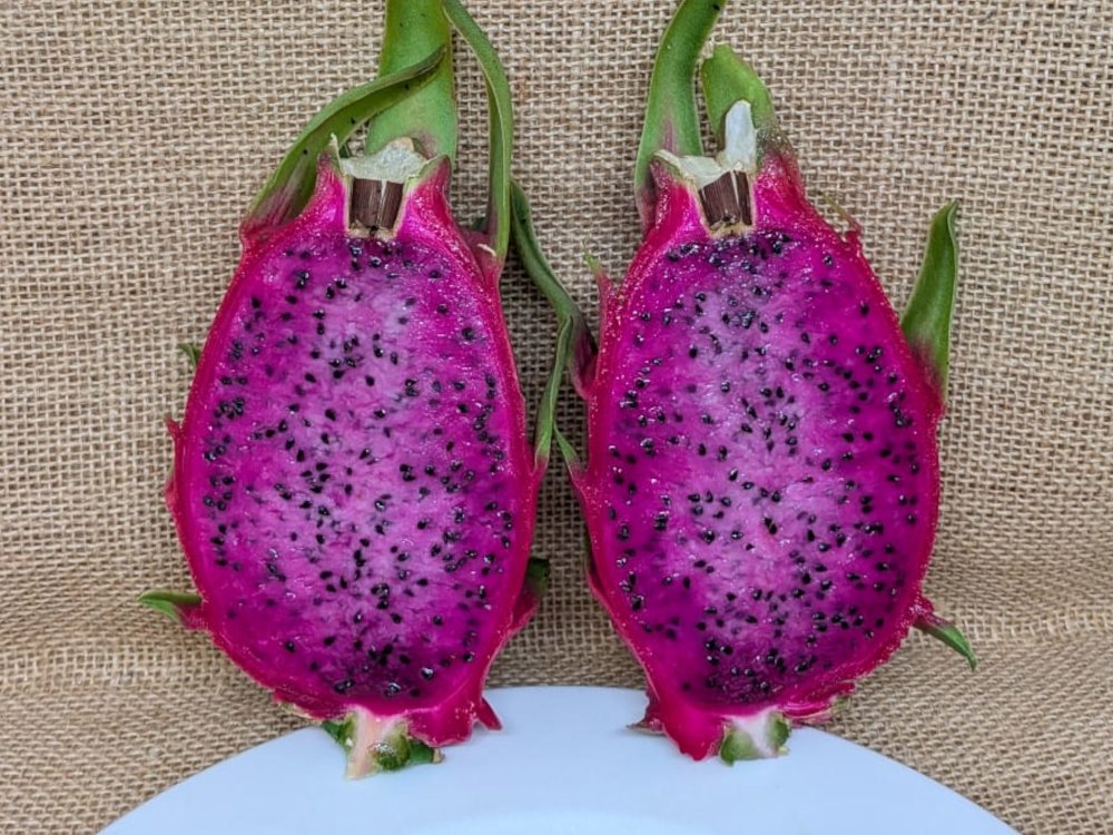 Chameleon dragon fruit picture